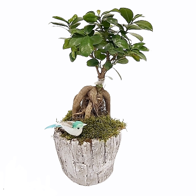 Taş Saksıda Ficus Bonsai