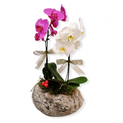 Pembe Beyaz Aşk Orkide Aranjmanı