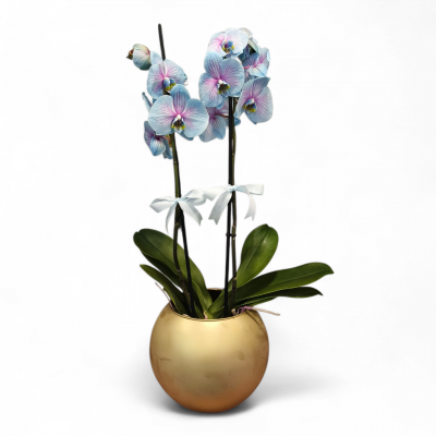 Fanusta Saksıda 2 Dallı Wonderblue Orkide