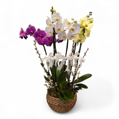 6 Dal Renkli Orkide Aranjman