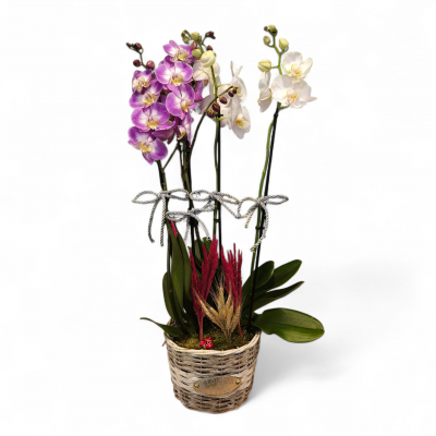 4 Dallı Mor ve Beyaz Orkide
