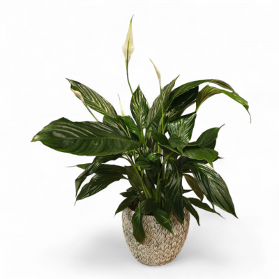 Seramikte Saksıda Barış Çiçeği