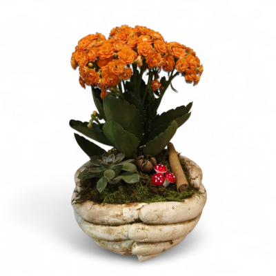 Taş Saksıda Kalenşiyo ve Sukulent