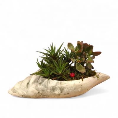 Taş Saksıda Sukulentler