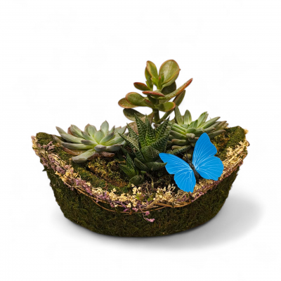 Yosun Sepette Sukulent Aranjmanı 