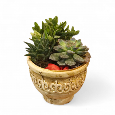 Kaktüs ve Sukulent Aranjman