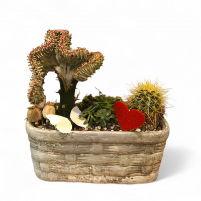 Sukulent Aranjman