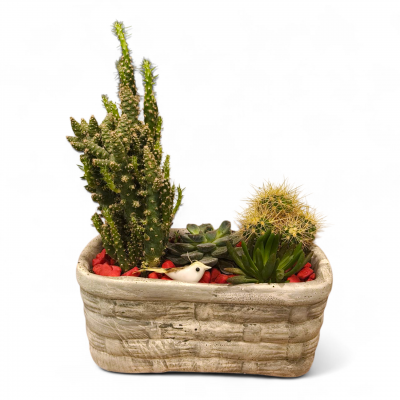 Taş Saksıda Sukulent