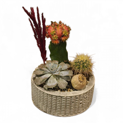 Taş Saksıda Sukulent