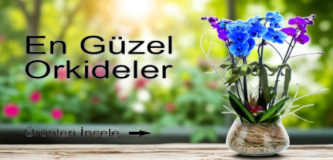 ORKİDE