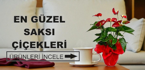 SAKSI ÇİÇEKLERİ